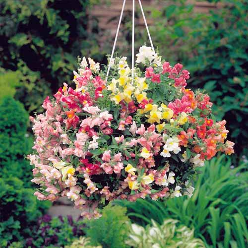 Антирринум ампельный Лампион F1, смесь окрасок изображение 1 артикул 66190