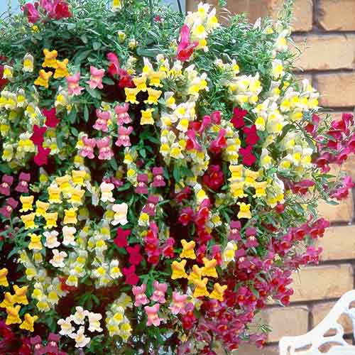 Антирринум ампельный Лампион F1, смесь окрасок изображение 2 артикул 66190