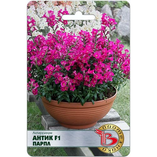 Львиный зев (антирринум) Антик Парпл F1 Биотехника изображение 1 артикул 74802