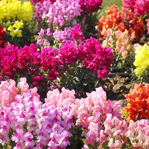 Антирринум компактный Блэк лиф, смесь окрасок изображение 1 артикул 9801_1