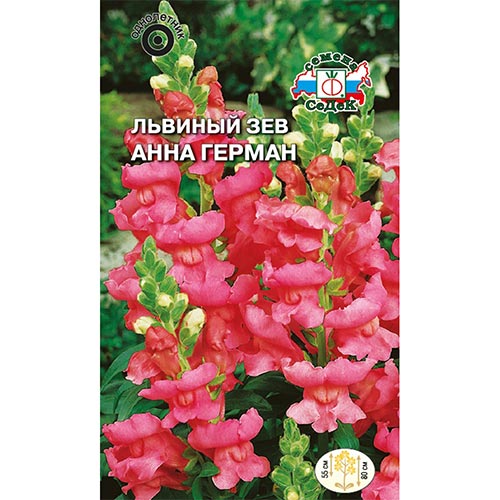 Антирринум (львиный зев) Анна Герман Седек изображение 1 артикул 93637