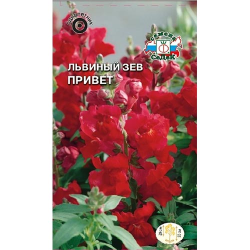 Антирринум (львиный зев) Привет Седек изображение 1 артикул 93640