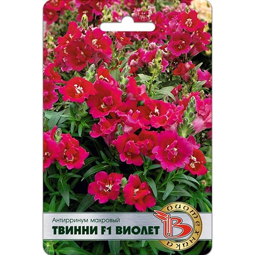 Антирринум (львиный зев) Твинни Виолет F1 Биотехника изображение 1 артикул 91540