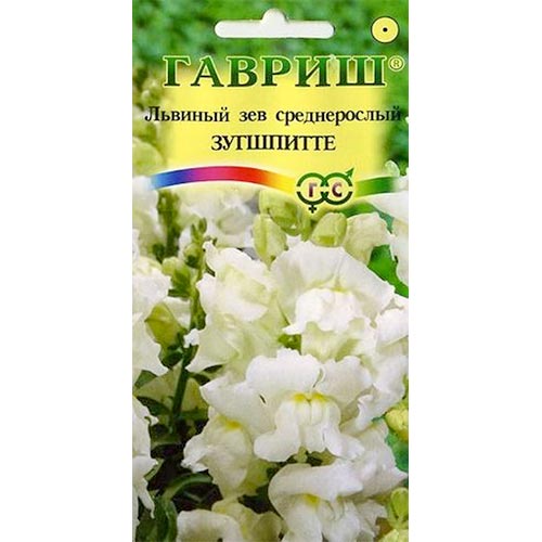 Антирринум (львиный зев) Зугшпитте Гавриш изображение 1 артикул 91901