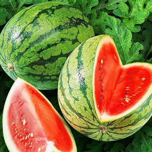 Арбуз Большая пекинская радость F1 Седек изображение 1 артикул 71793