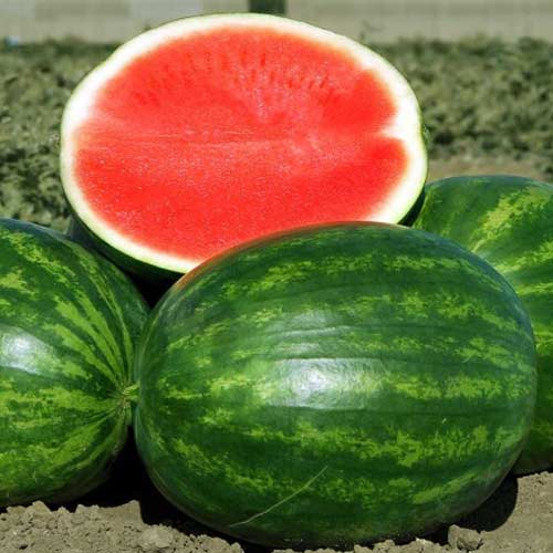 Арбуз Чудо Востока F1 Седек изображение 1 артикул 84860