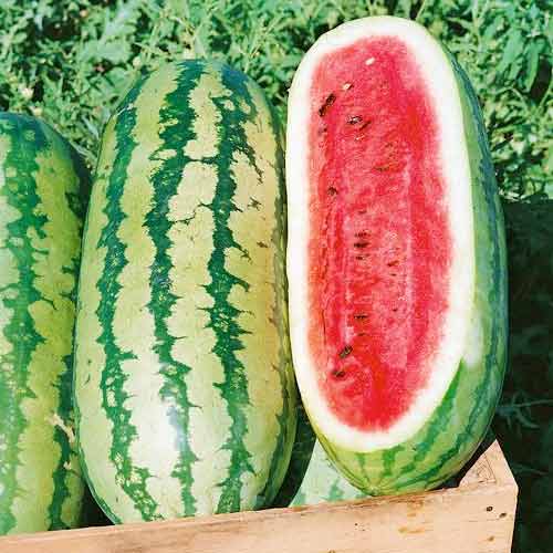 Арбуз Дайтона F1, семена изображение 1 артикул 65001