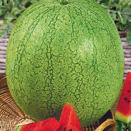 Арбуз Эльф Уафи F1 Premium Seeds изображение 1 артикул 83726