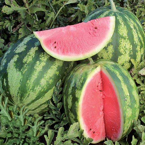 Арбуз Ажур Свит F1, семена изображение 1 артикул 5900