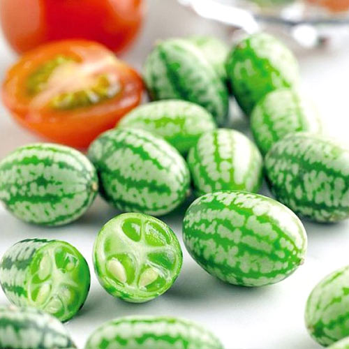 Мелотрия шершавая Шапито Седек изображение 1 артикул 71795