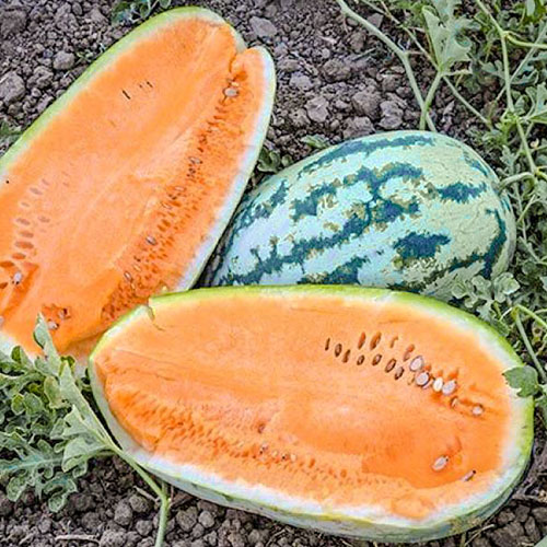 Арбуз Оранжевый Король Уральский дачник артикул фото 1 Арбуз Оранжевый Король Уральский дачник изображение 1 артикул 83043