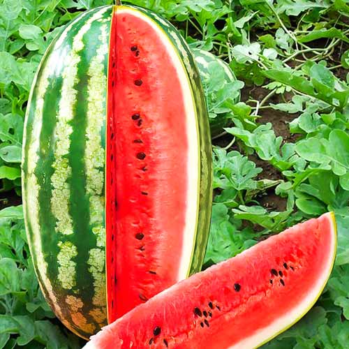 Арбуз Полосатая торпеда F1 изображение 1 артикул 71002