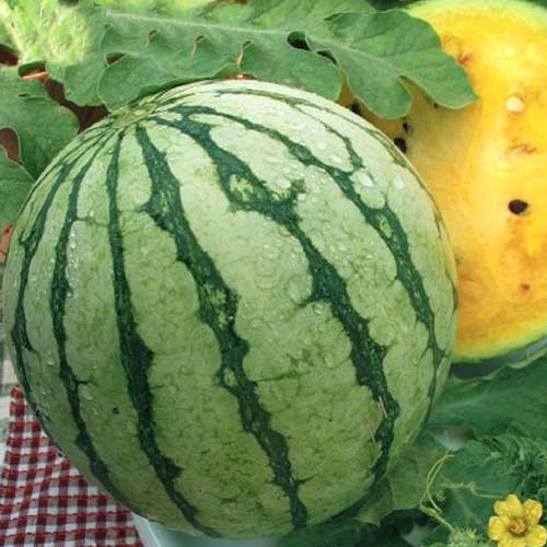 Арбуз Принц Чарльз F1 Седек изображение 1 артикул 82475