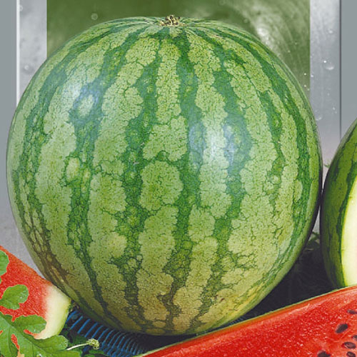 Арбуз Самый первый Уральский дачник изображение 1 артикул 74138