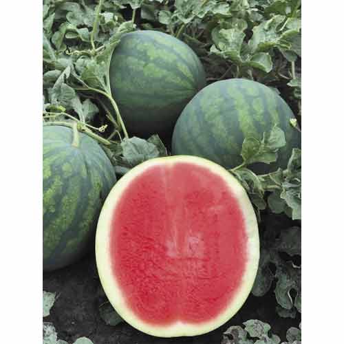 Арбуз Синсемия F1 Семко изображение 1 артикул 94096