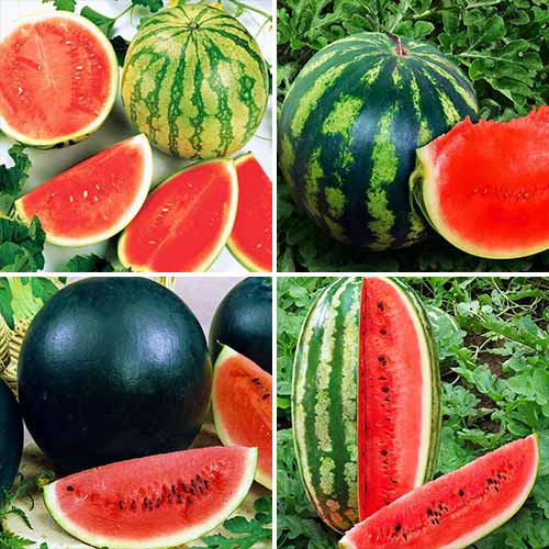 Арбуз Смесь ранних сортов изображение 1 артикул 71736