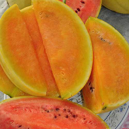 Арбуз Сюрприз F1, смесь сортов Русский огород НК артикул фото 1 Арбуз Сюрприз F1, смесь сортов Русский огород НК изображение 1 артикул 69856