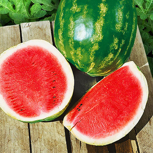 Арбуз Землянин Уральский дачник изображение 1 артикул 74137