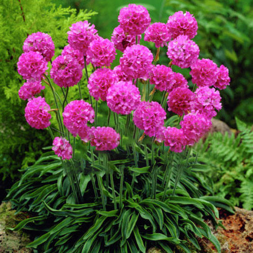 Армерия Балерина Пинк изображение 1 артикул 6158