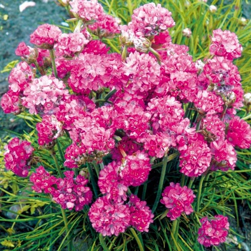 Армерия Балерина Пинк изображение 2 артикул 6158