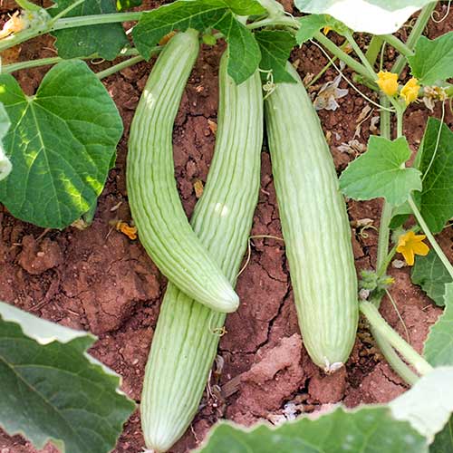 Армянский огурец Тортарелло Абруззе изображение 1 артикул 78090