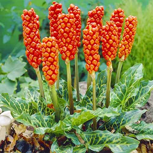 Арум Италикум изображение 1 артикул 76023