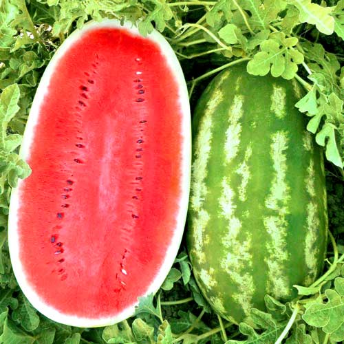 Арбуз Волжанин Седек изображение 2 артикул 71606