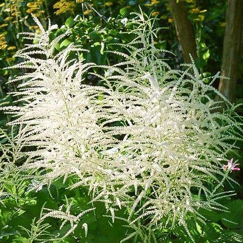 Арункус (волжанка) обыкновенная артикул фото 2 Арункус (волжанка) обыкновенная изображение 2 артикул 76173