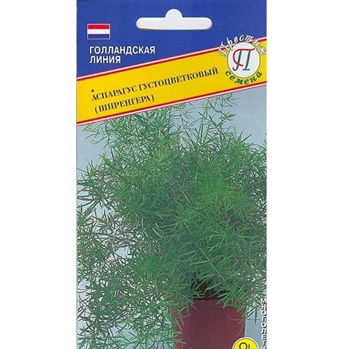 Аспарагус густоцветковый (Шпренгера) Престиж изображение 1 артикул 93206