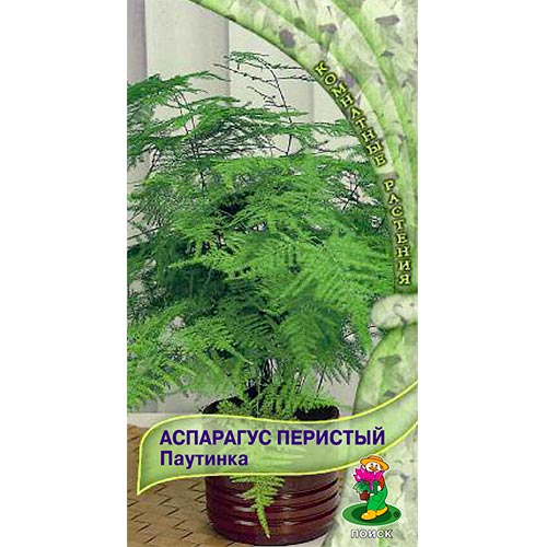 Аспарагус перистый Паутинка Поиск изображение 1 артикул 92708