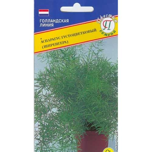 Аспарагус густоцветковый Шпренгера Престиж артикул фото 1 Аспарагус густоцветковый Шпренгера Престиж изображение 1 артикул 71409