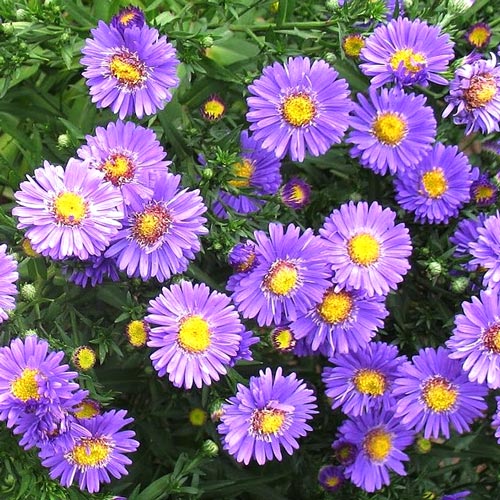 Астра Леди ин Блю изображение 3 артикул 6166