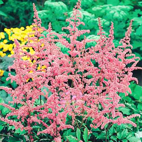 Астильба Арендса Каттлея изображение 1 артикул 68852