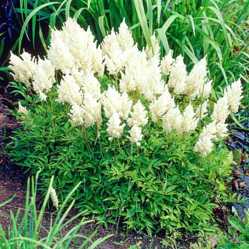 Астильба Арендса Вайс Глория изображение 1 артикул 68605