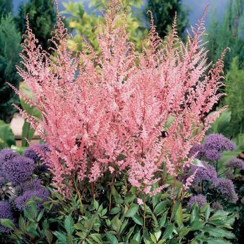 Астильба простолистная Бронз Элеганс изображение 1 артикул 68606