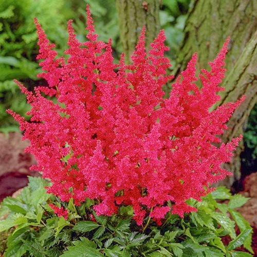 Астильба китайская Мэгги Дейли артикул фото 1 Астильба китайская Мэгги Дейли изображение 1 артикул 76179