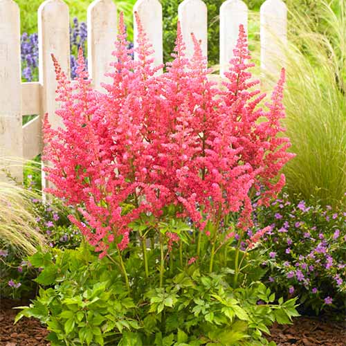 Астильба китайская Сенсейшн Сэлмон Бьюти изображение 1 артикул 61004