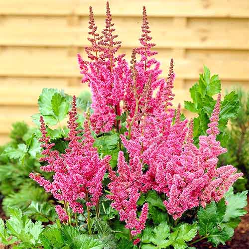 Астильба китайская Сенсейшн Сэлмон Бьюти изображение 2 артикул 61004