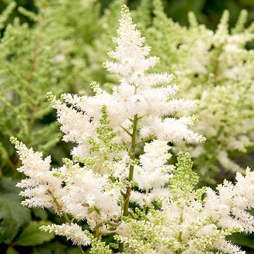 Астильба китайская Вижнс ин Вайт изображение 1 артикул 61003