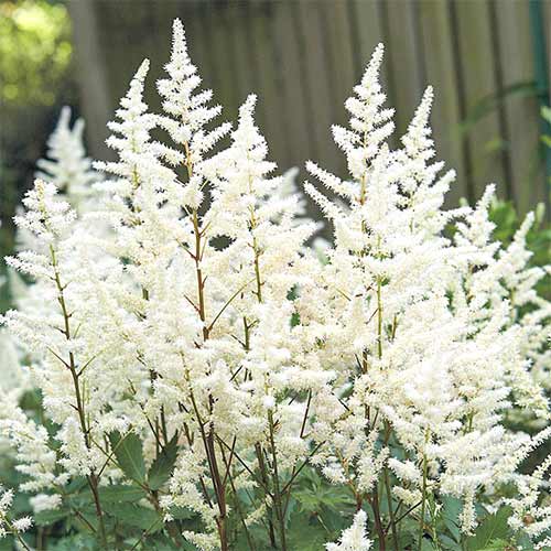 Астильба китайская Вижнс ин Вайт изображение 2 артикул 61003
