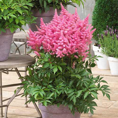 Астильба Пинк изображение 1 артикул 76376