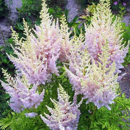 Астильба простолистная Спрайт изображение 1 артикул 68607