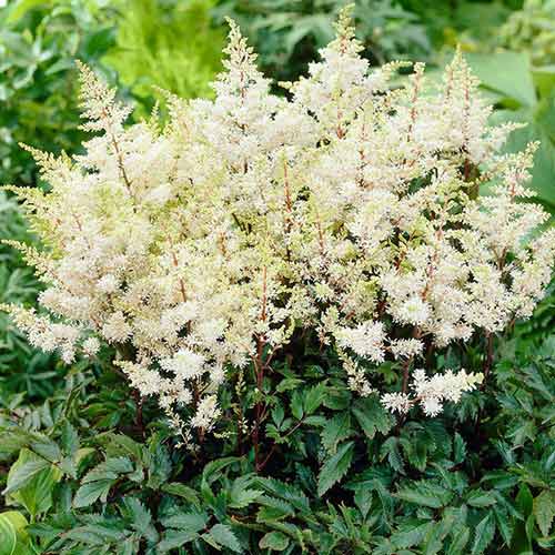 Астильба Рок энд Ролл изображение 1 артикул 76181