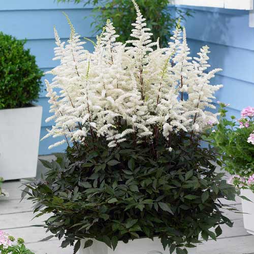 Астильба Вайт изображение 1 артикул 76379