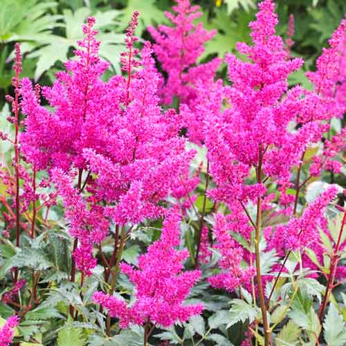 Астильба японская Элизабет ван Вин артикул фото 1 Астильба японская Элизабет ван Вин изображение 1 артикул 61007