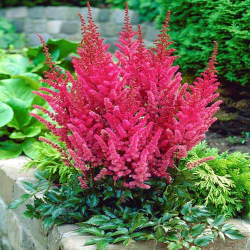 Астильба Монтгомери артикул фото 1 Астильба Монтгомери изображение 1 артикул 76025