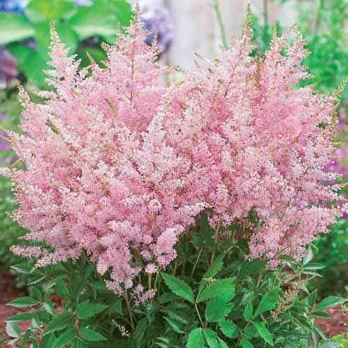 Астильба японская Пич Блоссом артикул фото 1 Астильба японская Пич Блоссом изображение 1 артикул 76180