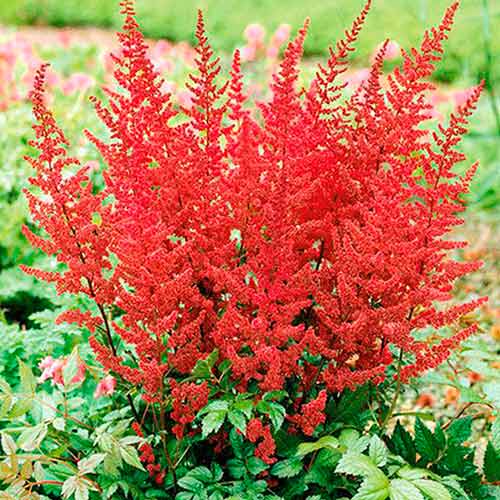 Астильба японская Везувий изображение 1 артикул 76182