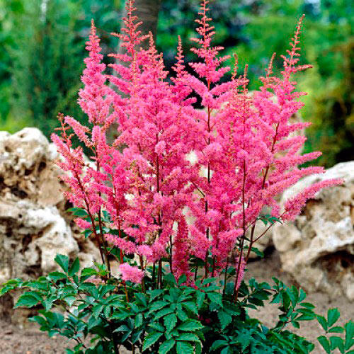 Астильба Арендса Аметист изображение 1 артикул 68604