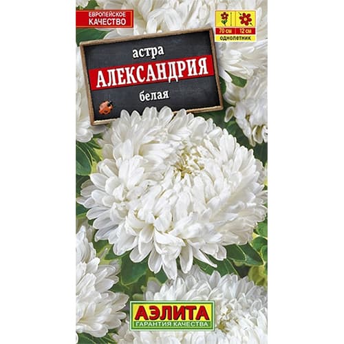 Астра Александрия белая Аэлита артикул фото 1 Астра Александрия белая Аэлита изображение 1 артикул 40268